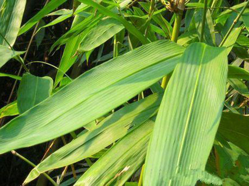 南方農村包粽子的粽葉是箬葉嗎？箬竹如何種植？